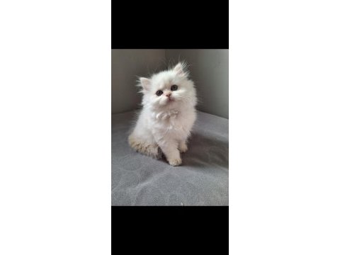 British longhair by12 dişi