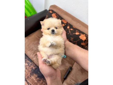 Pomeranian boo