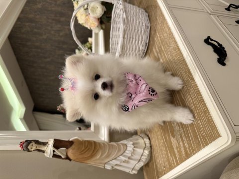 Pamuk gibi pomeranian yavrular