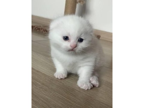 Scottish fold yavrularımız 2 aylıktır