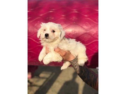 Orjinal minik maltese bebekler