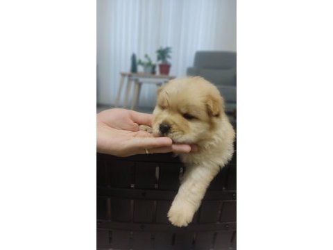 Çin aslanı chow chow dişi- erkek