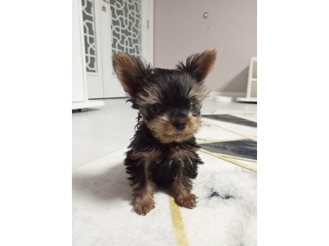 3 aylık teacup yorkshire terrier