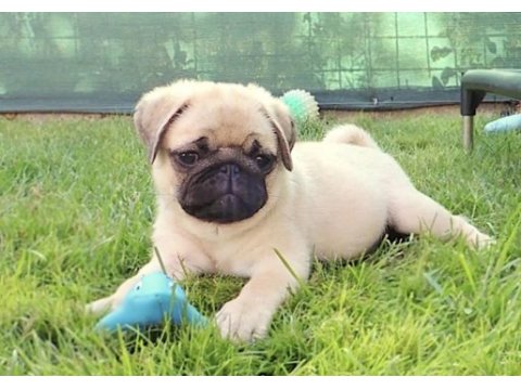 Pug safkan