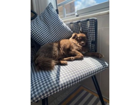 Chihuahua erkek 4 yaşında
