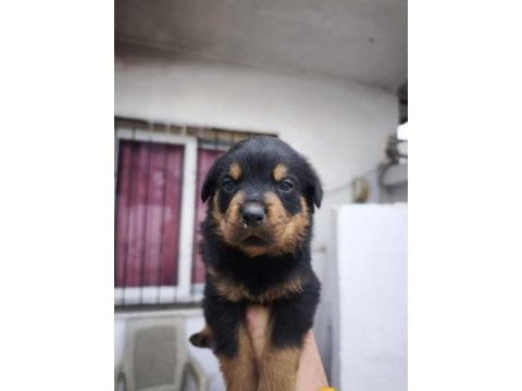 A kalite rottweiler bebekler