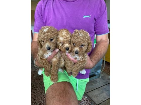 A kalite maltipoo bebeklerimiz