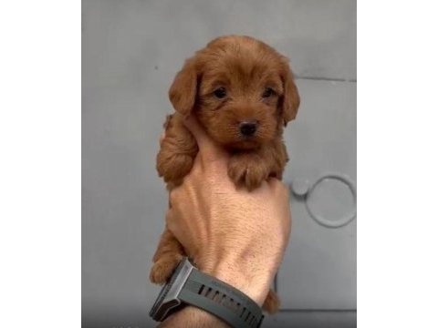 Red maltıpoo erkek