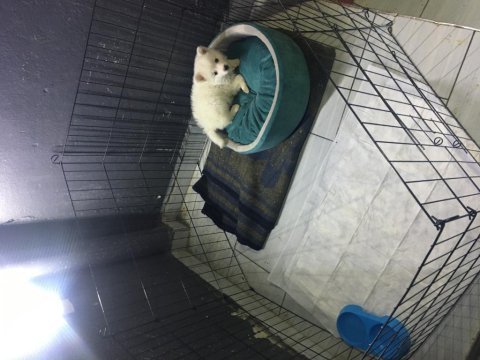 Pomeranian 3 aylık erkek acil sahiplendirilecektir