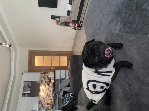 Yetişkin pug köpeği ücretsizdir
