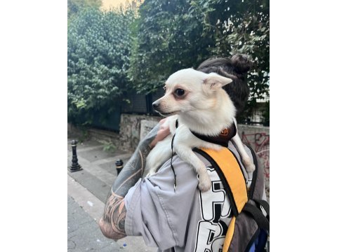 Ücretsiz sahiplendirme chihuahua