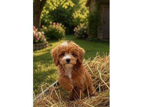 Maltipoo erkek