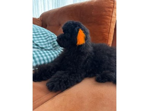 Tüm aşıları yapılı yavrumuz toy poodle