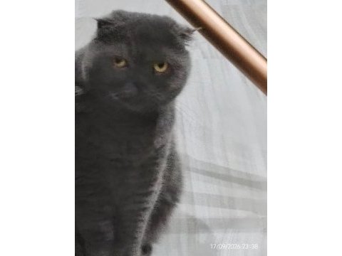 6 yaşında dişi scottish fold ve erkek iran kedisi