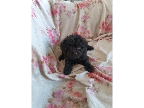Dişi maltipoo