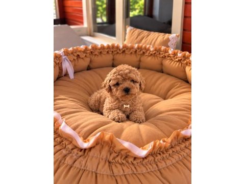 Toypoodle yavrularımız 
