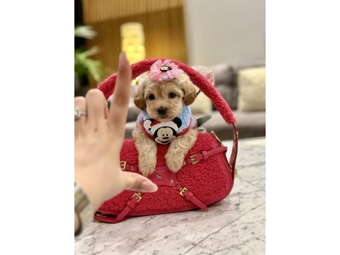 Muhteşem maltipoo bebekler ile karşınızdayız