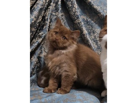 Safkan kahve cinnamon brıtısh yavrular