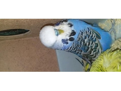 Show jumbo muhabbet kuşu vasıflı