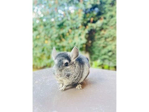 Koyu gri (medium ebony) çinçila / chinchilla