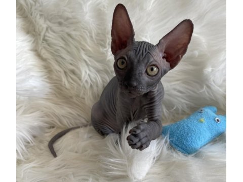 Sphynx sfenks tüysüz dişi erkek yavruları