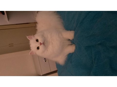 British longhair yeni ailemi heyecanla bekliyorum