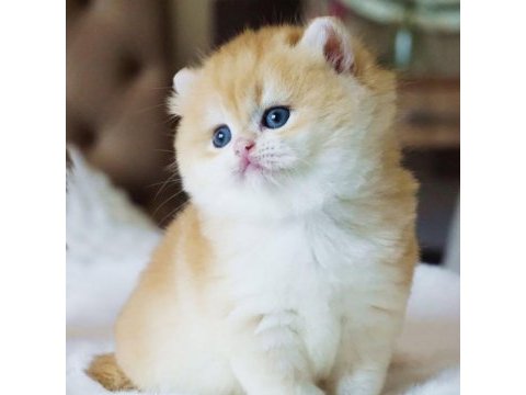 Yuvarlak hatlı safkan golden british shorthair 