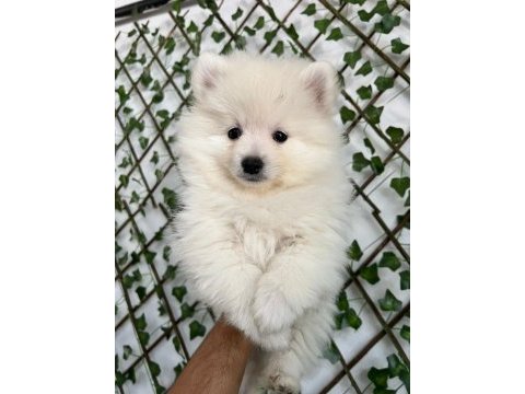Safkan ve ırk garantili pomeranian boo