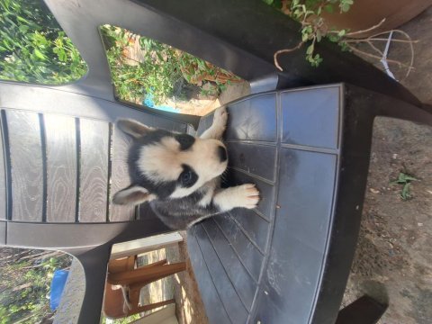 Sibirya kurtları husky