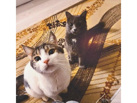 Tekir ve russian