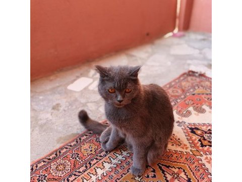 Kedimizi güzel bi insana hediye vermek istiyoruz