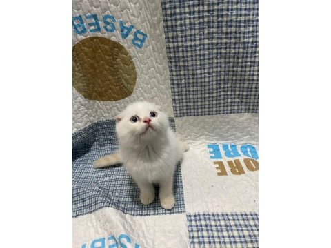 Sevimli yavrularımız british longhair