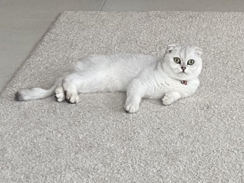 Scottish fold 1.5 yaşında izmir urla