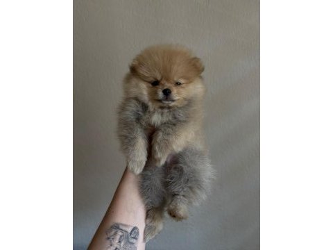 Pomeranian toy spitz yavrular