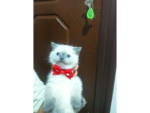 Erkek british shorthair blue point yavru