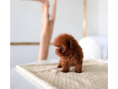 Süslü kızımızın mükemmel poodle yavrusu istanbulda
