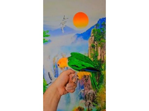 Full evcil caique maskot