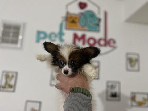 Petmode köpek çiftliğinden  tea cup papillon yavrumuz