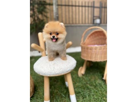 Sevimli pomeranian yavrular