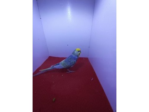 Rainbow muhabbet kuşları
