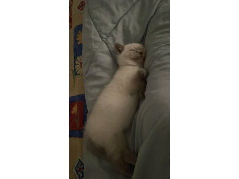 Scottish fold sağlıklı