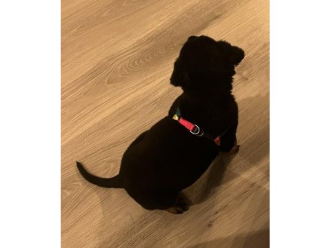 Aşıları tam rottweiler yavru