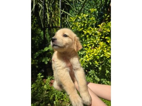 Orjinal golden retriever