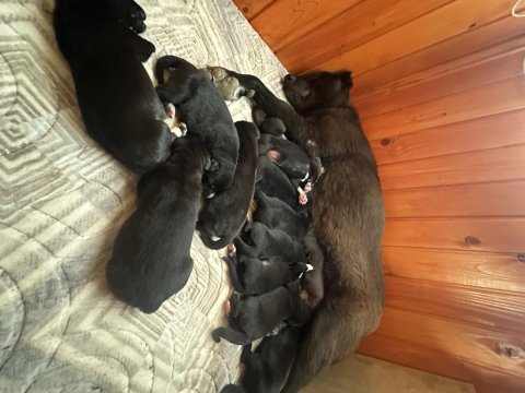 Haymana karası 4 dişi ve 4 erkek