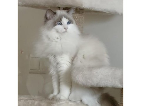 Secereli ragdoll yavrular