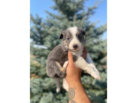 Petmode köpek çiftliğinden border collie yavrular