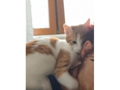 Kediler çapkın ve zilli için kalıcı yuva