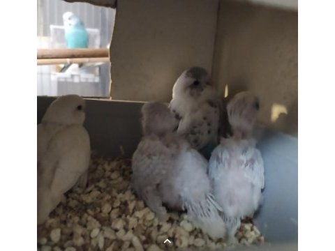 Yeme düşmeye hazırlanan yavru muhabbet kuşları