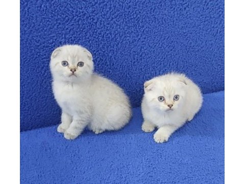 Teslime  hazır mavi boncuk pıtırcıklar kaçırmayın