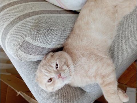 Ücretsiz sahiplendirme scottish fold